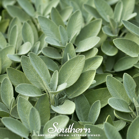 Broadleaf Sage – 50 Seeds