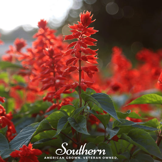 Scarlet Sage – 100 Seeds