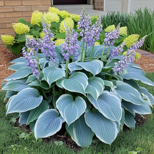 Rare Blue Hosta Seeds, Grow Stunning Blue, Green Shade Foliage