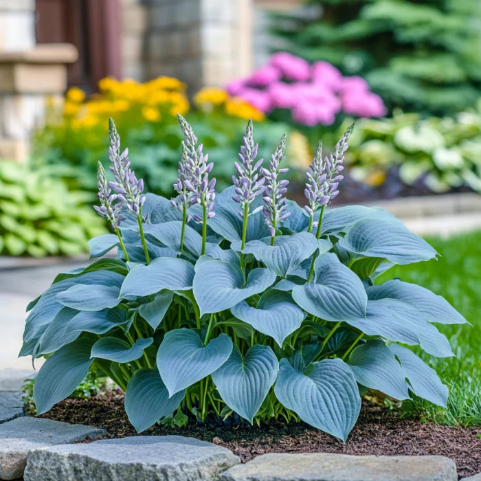 Rare Blue Hosta Seeds, Grow Stunning Blue, Green Shade Foliage