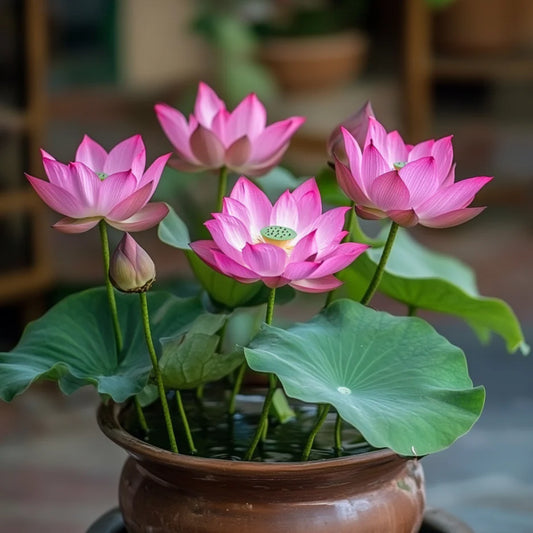 Premium Pink Lotus Flower Seeds, Grow Exotic Blooms
