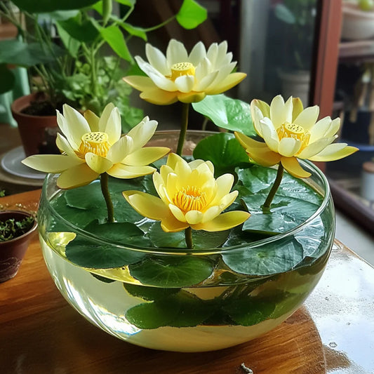 Premium Yellow Lotus Seeds, Grow Vibrant Lotus Blooms