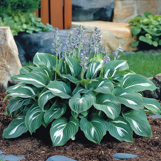 Premium Green Hosta Seeds, Lush Foliage for Shade Gardens