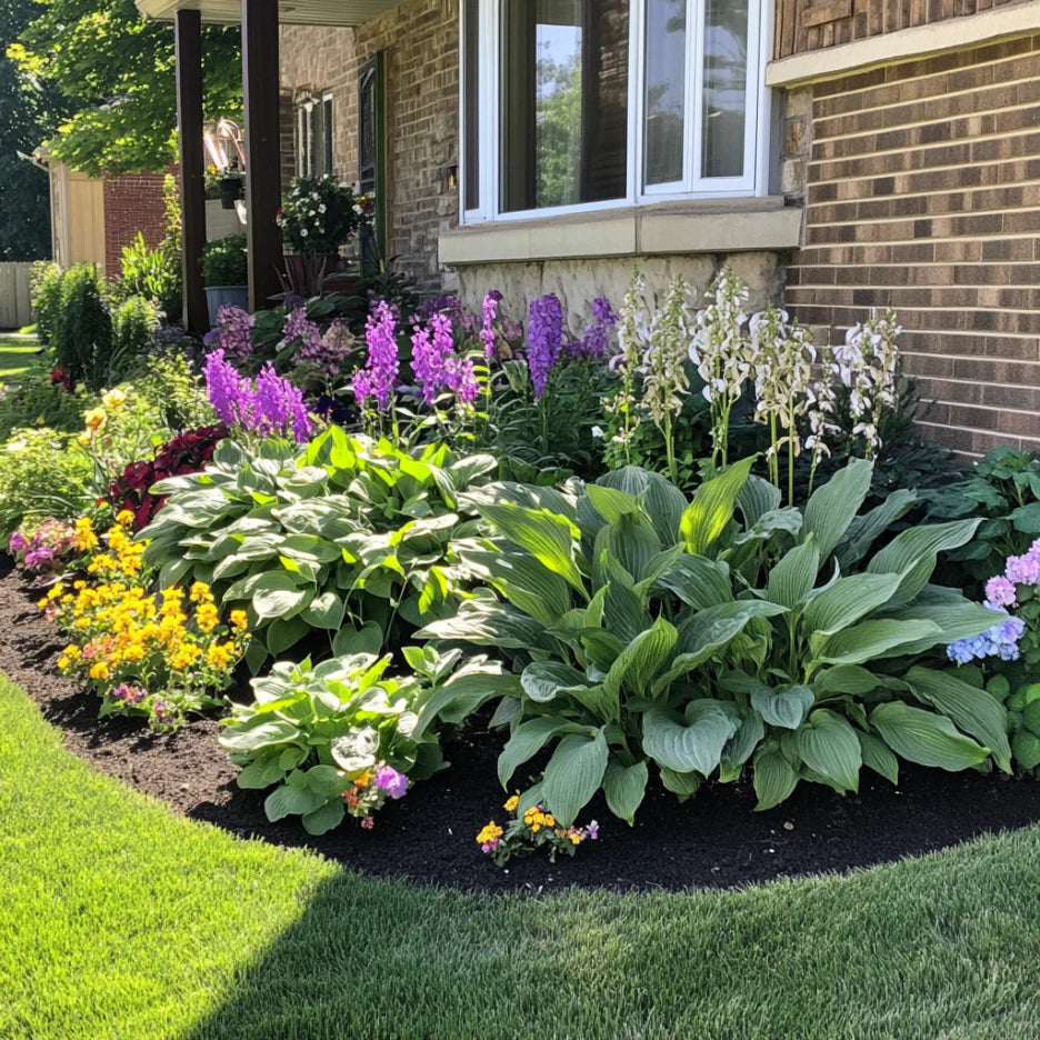 Premium Green Hosta Seeds, Lush Foliage for Shade Gardens
