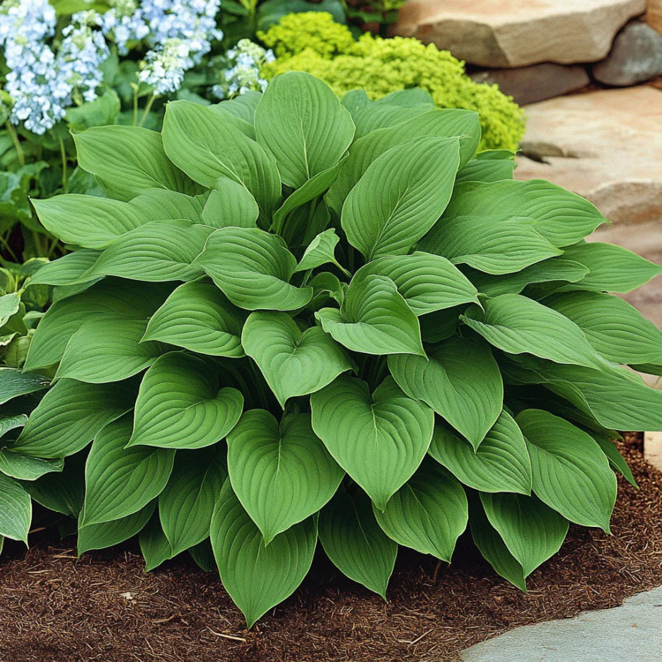 Premium Green Hosta Seeds, Lush Foliage for Shade Gardens