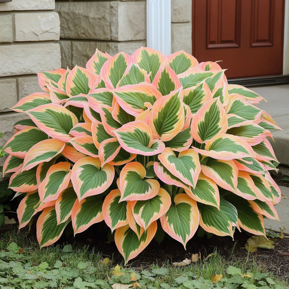 Rare Orange and Pink Hosta Seeds, Unique Hybrid Foliage Colors