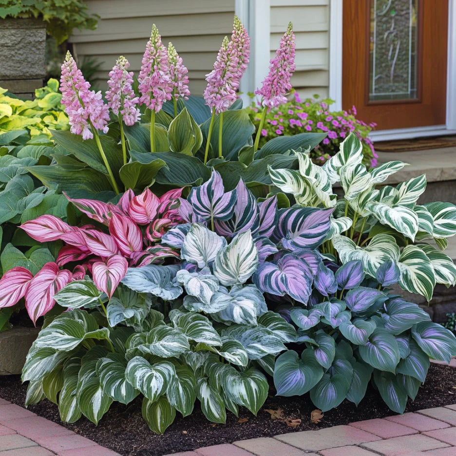 Mix Hosta Plantaginea Seeds, Fragrant Fire and Ice Shade Garden Lace