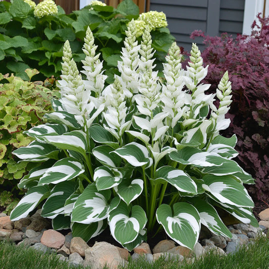 Rare Variegated White Hosta Seeds, Green Leaves with Elegant White Edges