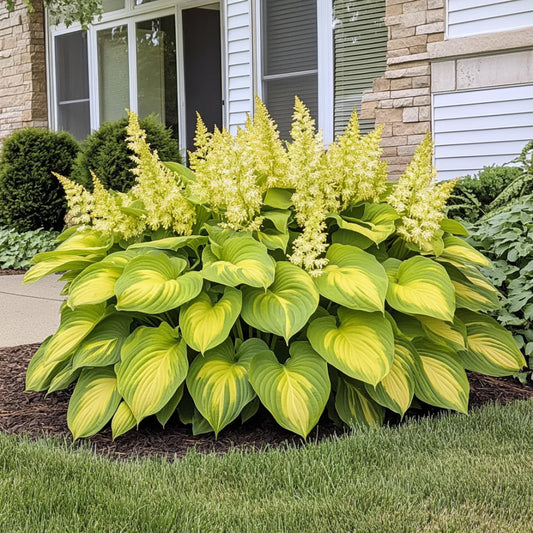 Rare Yellow Gold Hosta Seeds, Bright Lime-Green & Golden Foliage