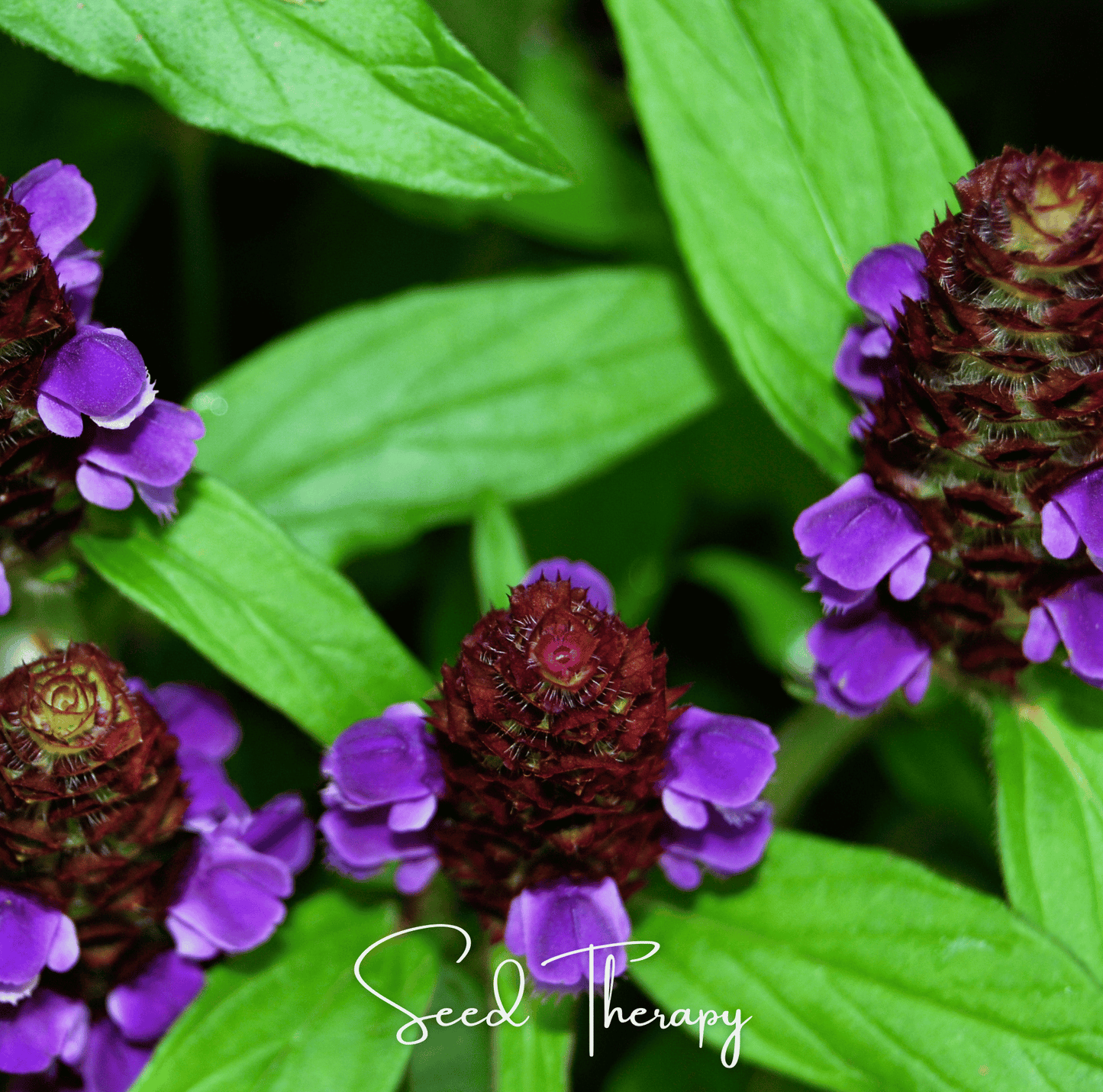 Self Heal (Heal All, All Heal) – 50 Seeds