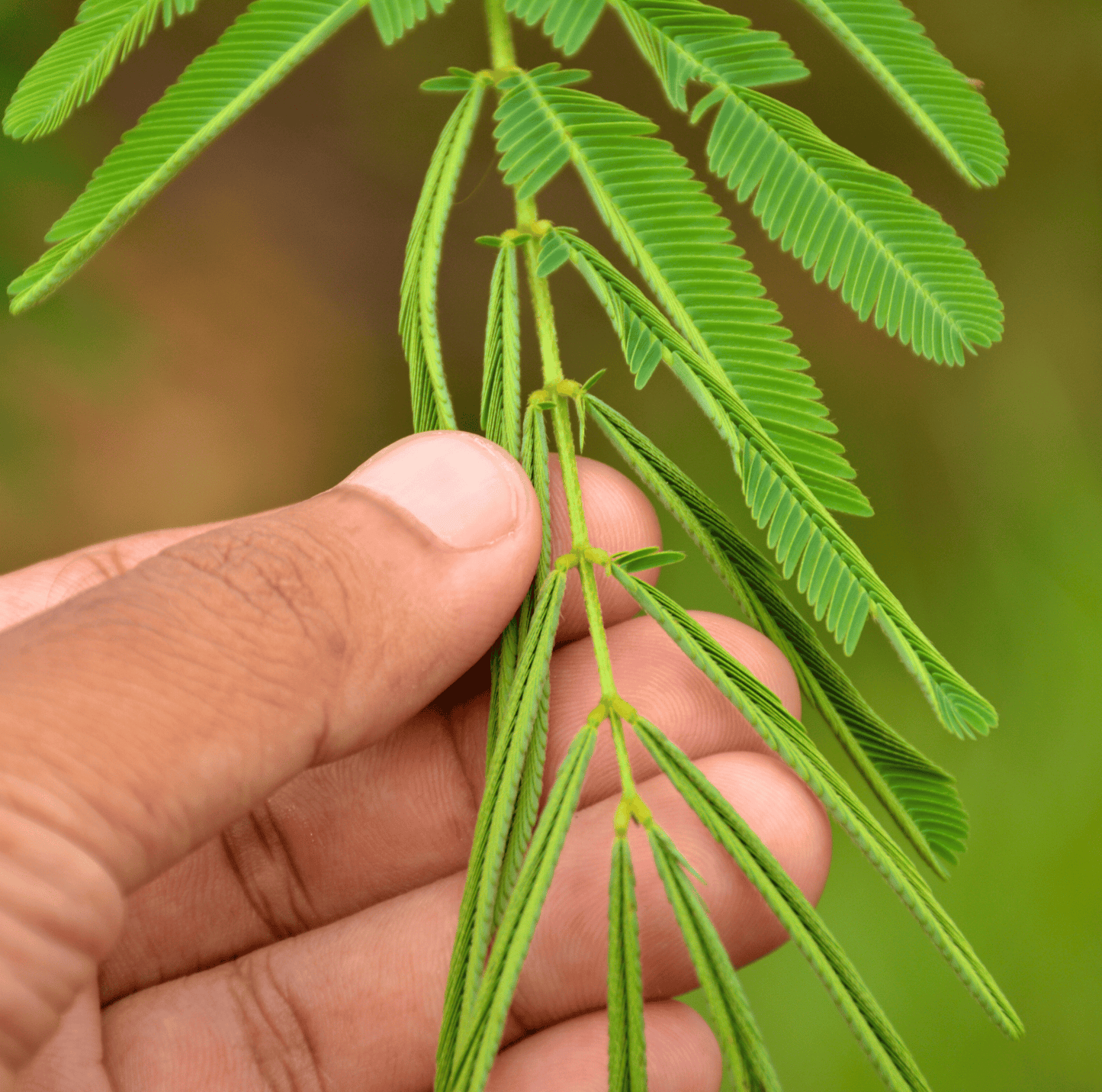 Sensitive Plant Mimosa – 50 Seeds – Responds When Touched