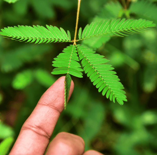 Sensitive Plant Mimosa – 50 Seeds – Responds When Touched