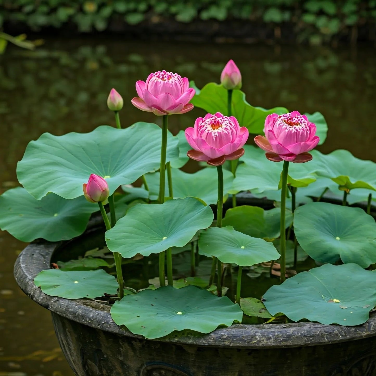 Mixed Lotus Flower Seeds – Pink, Red & Green Heirloom, Non-GMO, High Germination Seeds for Planting