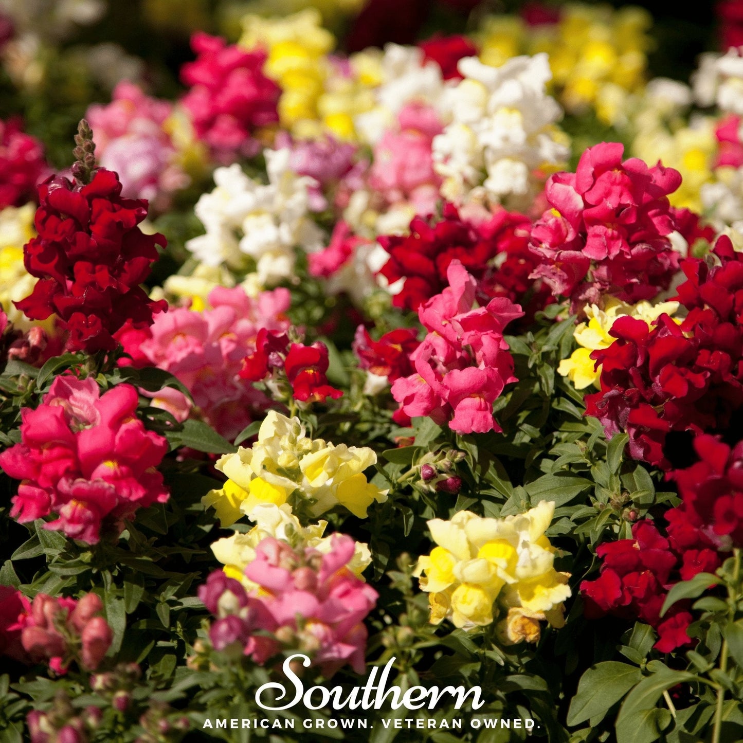 Tetra Snapdragon Mix – 200 Seeds