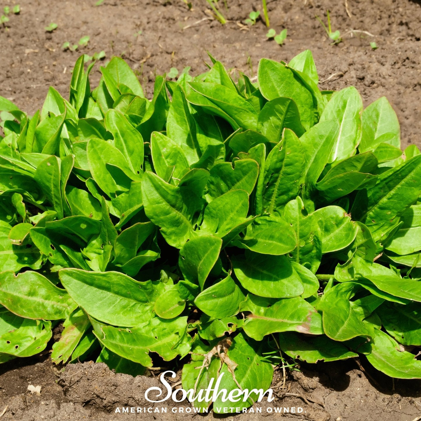 Garden Sorrel – 200 Seeds