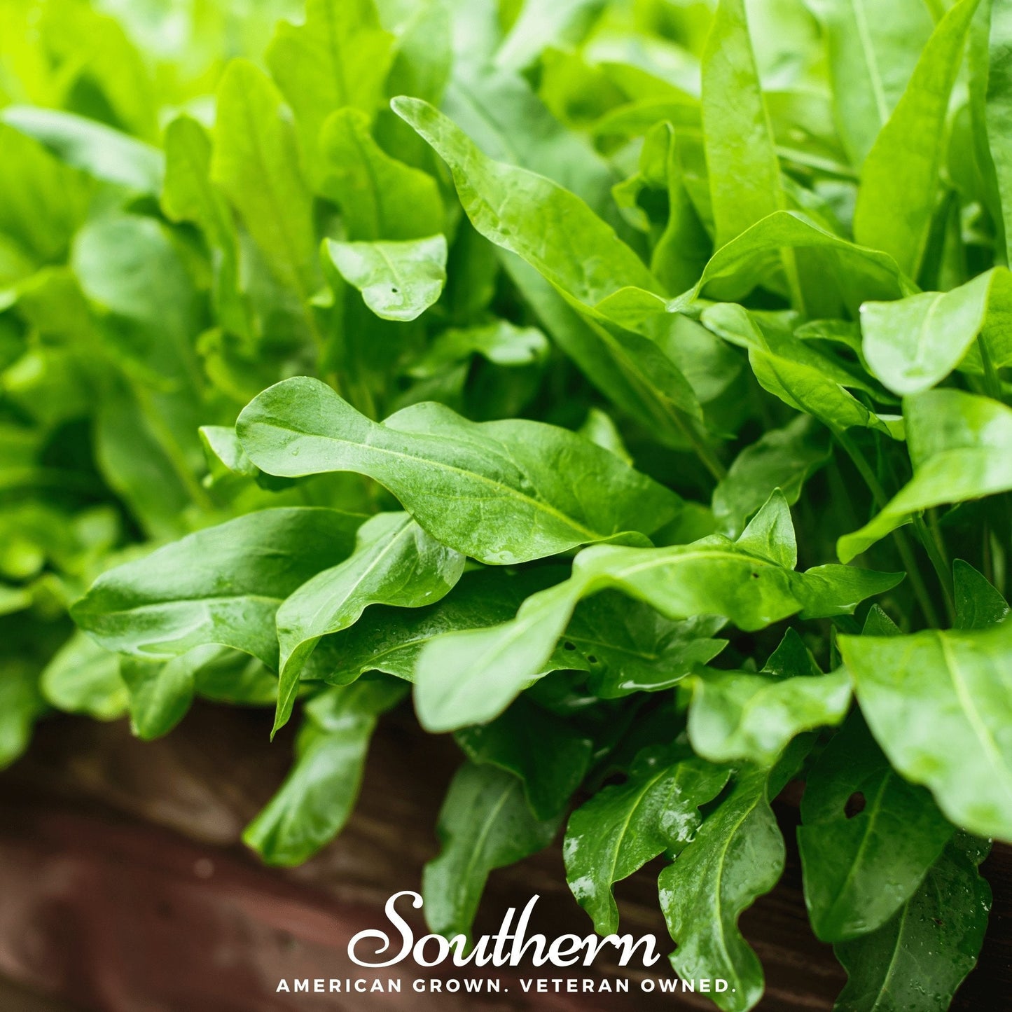 Garden Sorrel – 200 Seeds