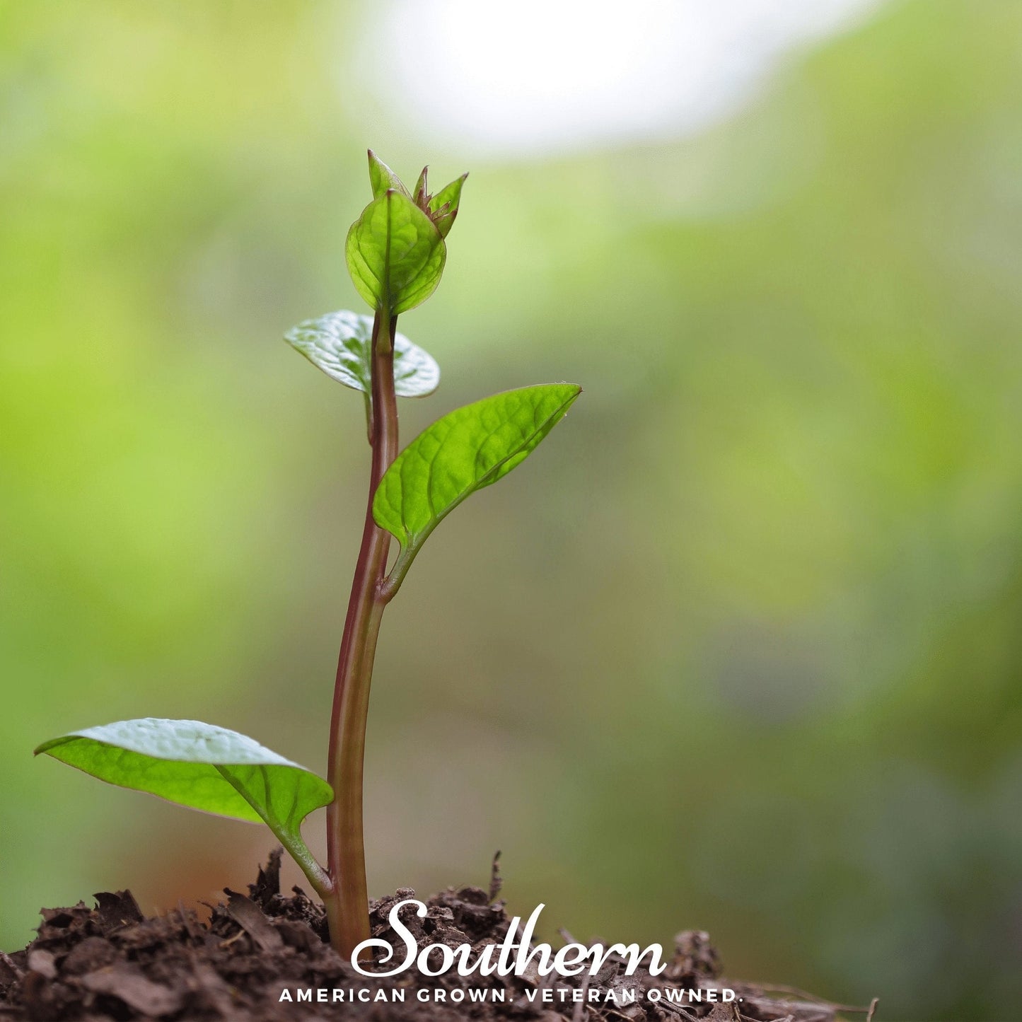 Malabar Red Spinach – 100 Seeds