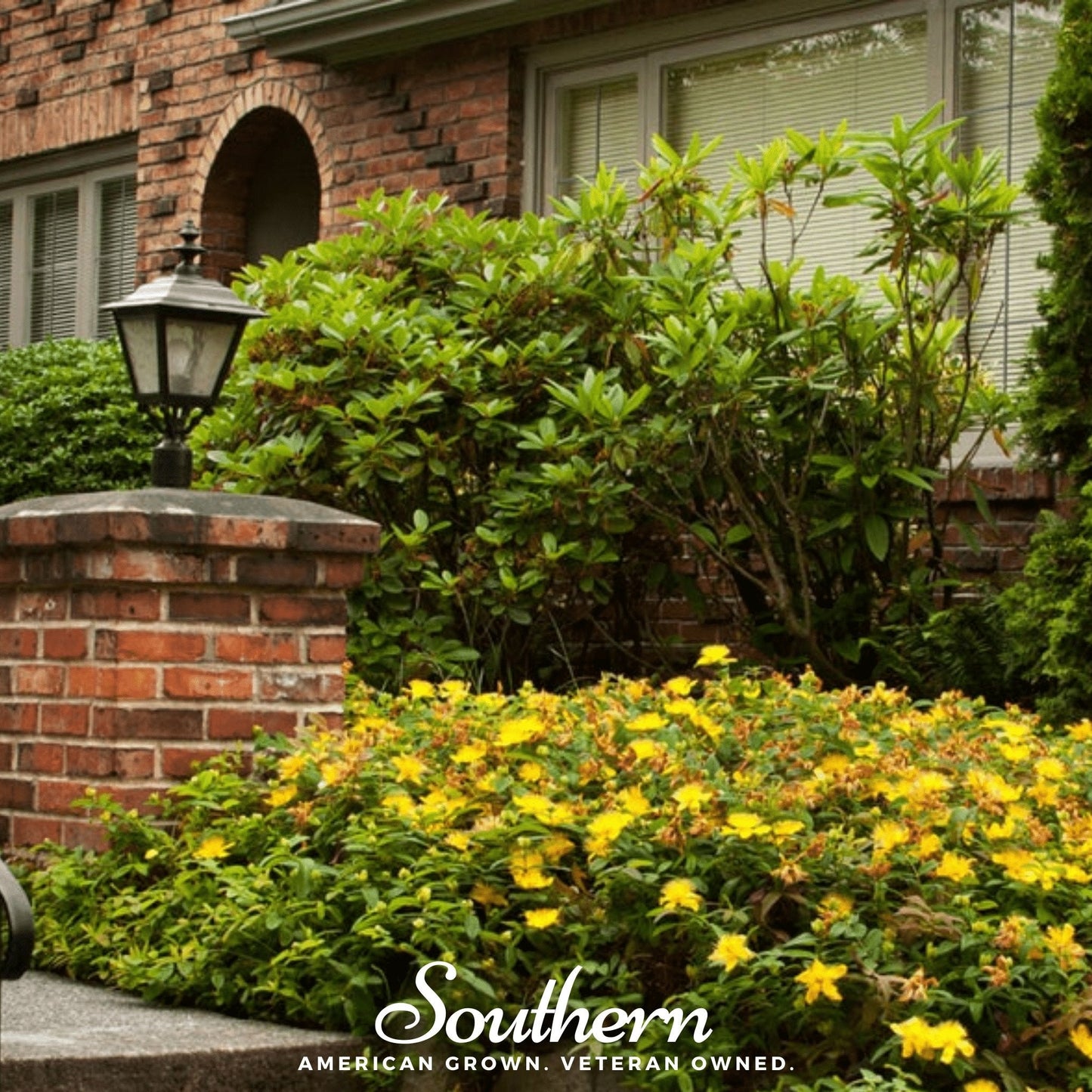 St. John’s Wort – 100 Seeds