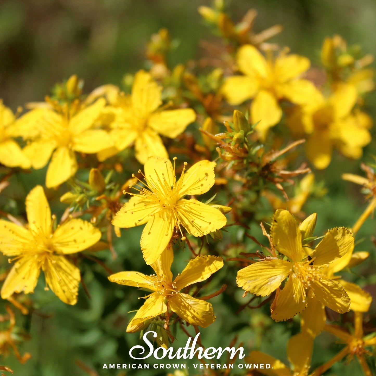 St. John’s Wort – 100 Seeds