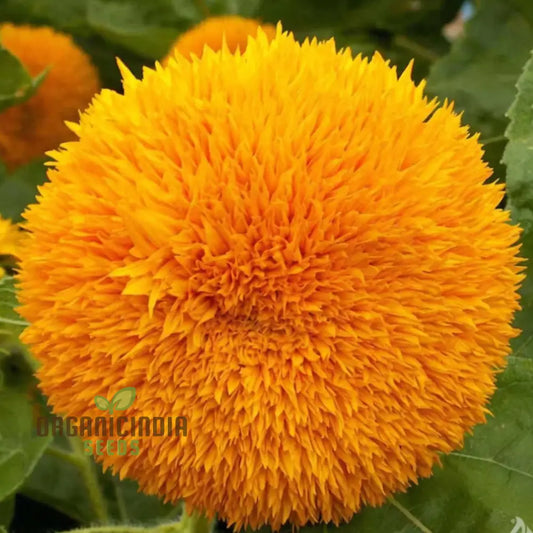 Sunflower DBL Orange Flower Seeds, Double Bloom, Vibrant Color Perfect for Gardens