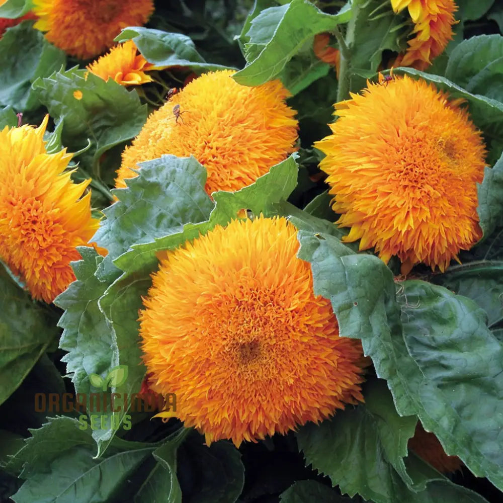 Sunflower DBL Orange Flower Seeds, Double Bloom, Vibrant Color Perfect for Gardens