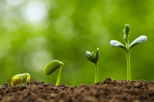 Sunflower Grey Seeds (Sprout) - Premium Seeds for Planting with Detailed Planting Instructions