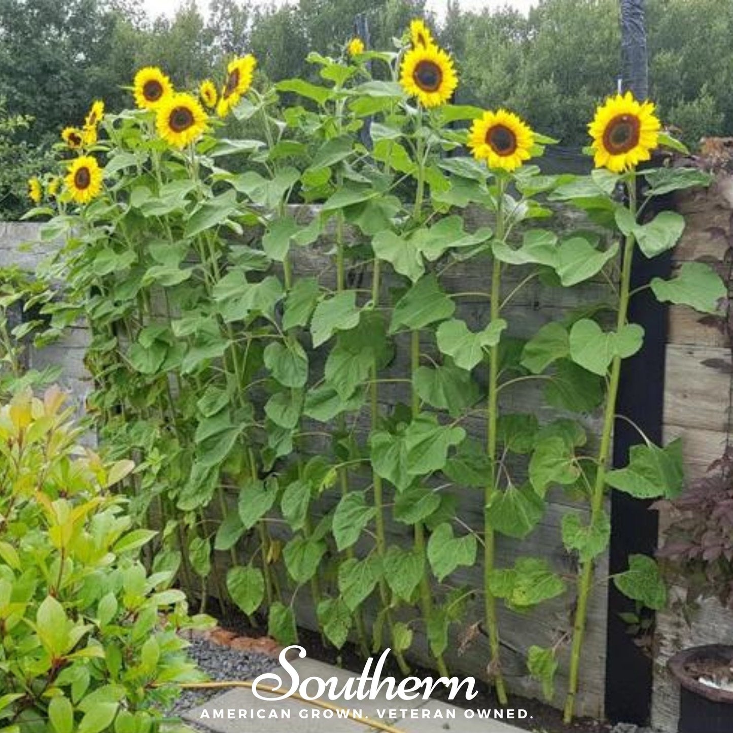 Mammoth Grey Stripe Sunflower – 50 Seeds