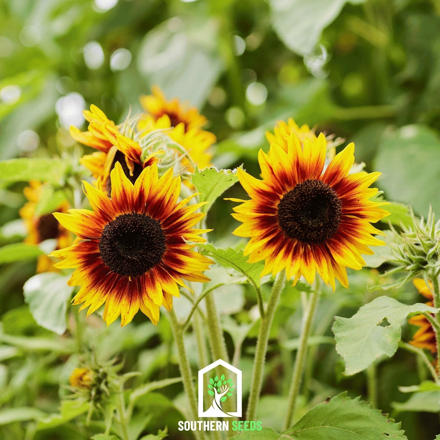 Ring of Fire Sunflower – 25 Seeds