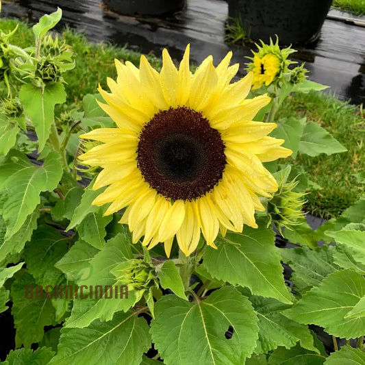 Sunflower Seeds, Lemon Striker Flower Seeds Perfect for Gardening Enthusiasts and Vibrant Garden