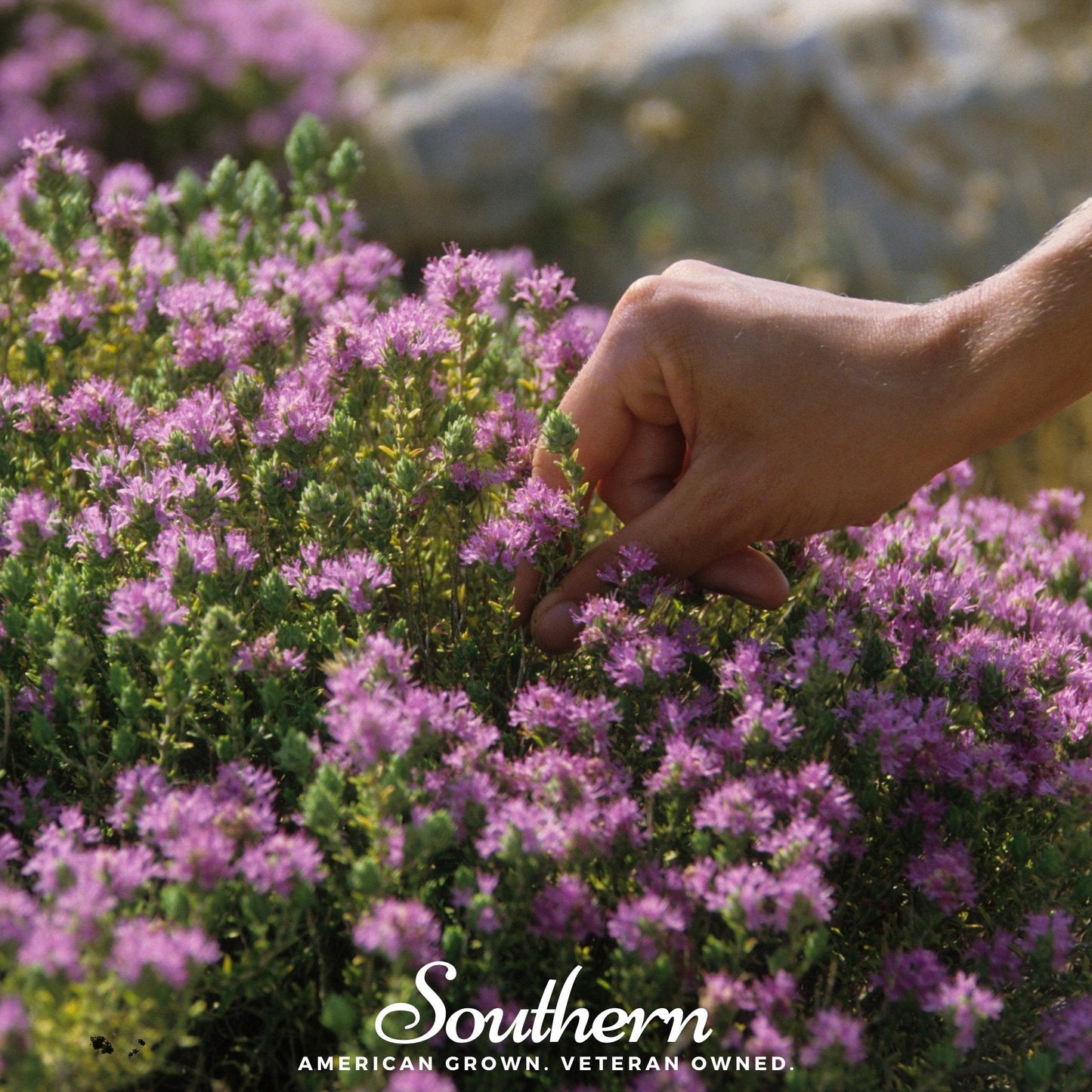 Wild Thyme – 100 Seeds