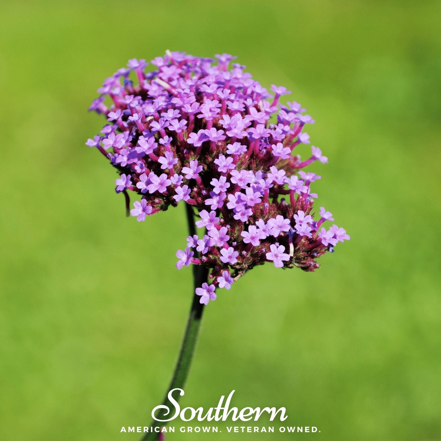Purple Top Vervain – 100 Seeds