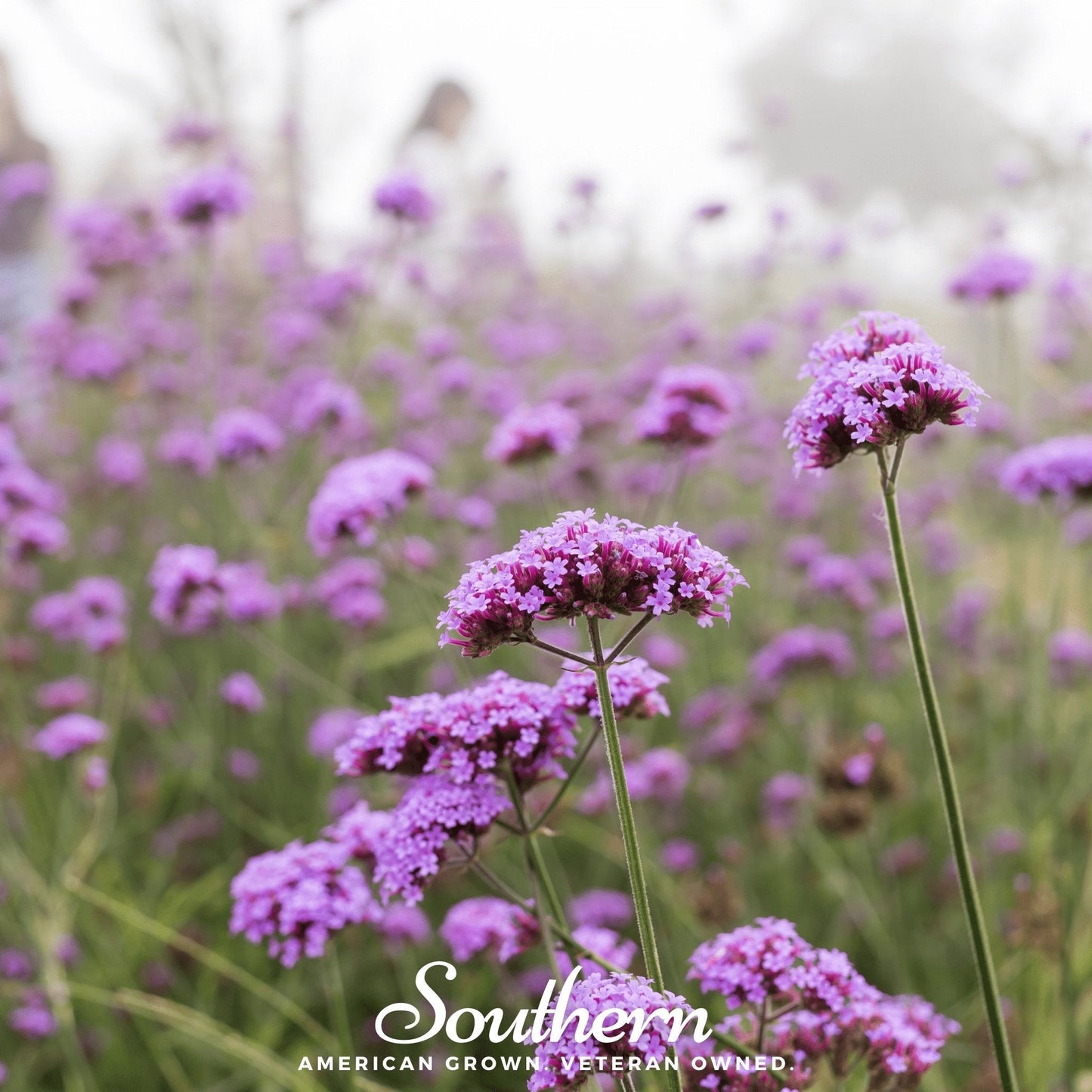 Purple Top Vervain – 100 Seeds