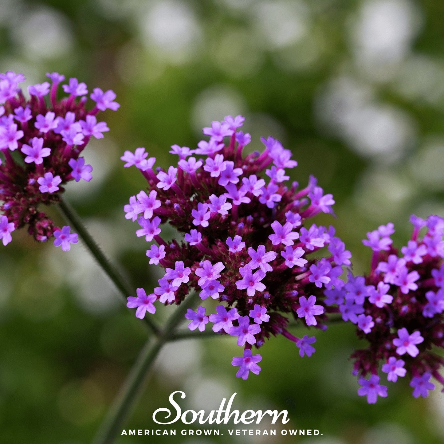 Purple Top Vervain – 100 Seeds
