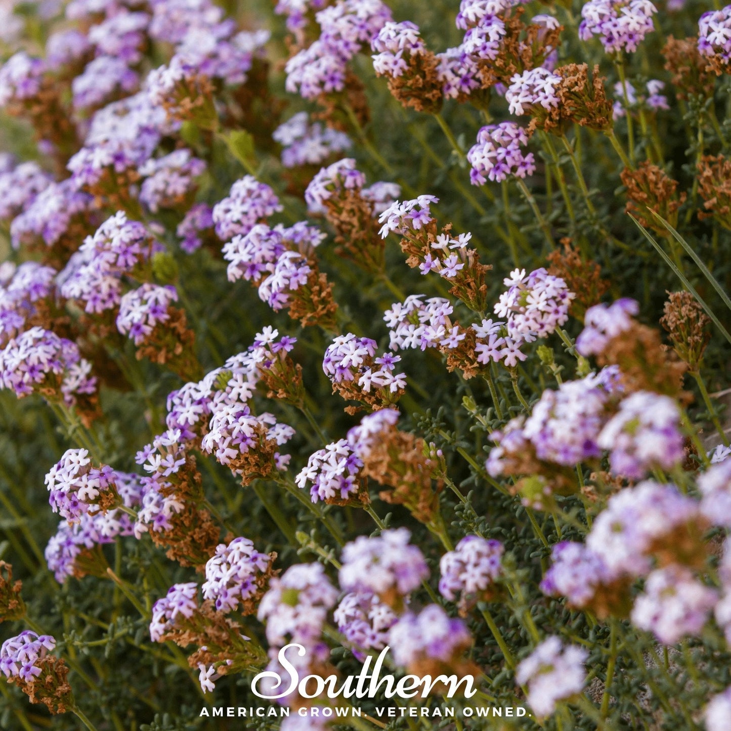 Purple Top Vervain – 100 Seeds